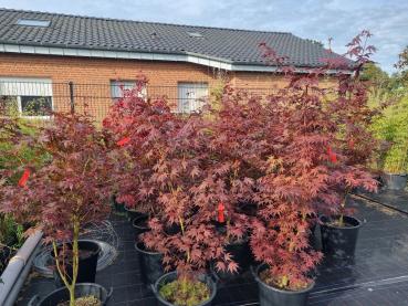 ↑ Sie erhalten genau diesen Roten Fächerahorn ↑ A.Palmatum Bloodgood Nr.15